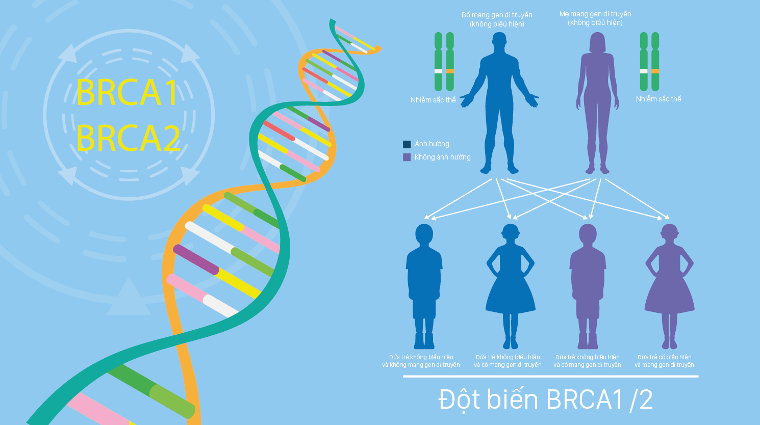 BRCA1,2 là gì? Vai trò của BRCA1,2 với ung thư vú, ung thư buồng trứng và các ung thư liên quan.