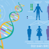 BRCA1,2 là gì? Vai trò của BRCA1,2 với ung thư vú, ung thư buồng trứng và các ung thư liên quan.