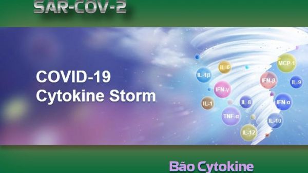 Cơn bão Cytokin (Cytokine Release Syndrome)