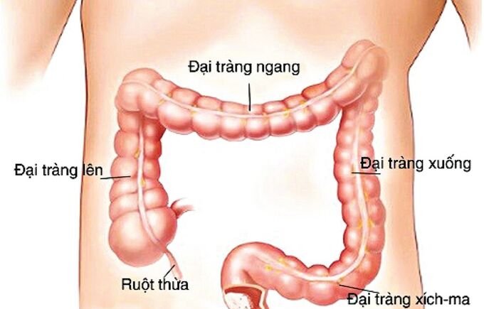 TẦM SOÁT UNG THƯ ĐẠI TRỰC TRÀNG - CÁC GIẢI PHÁP NÂNG CAO HIỆU QUẢ CHẨN ĐOÁN SỚM