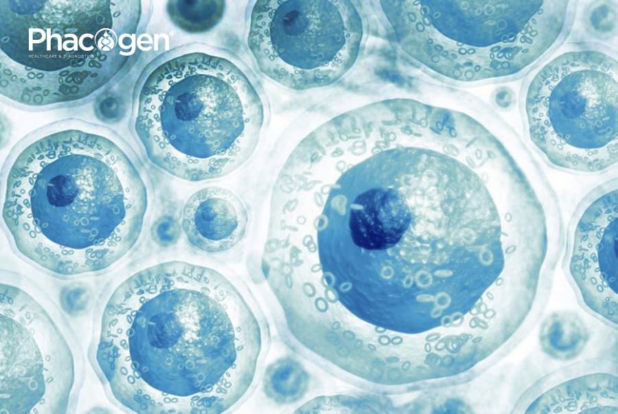 For stem cells, bigger doesn’t mean better